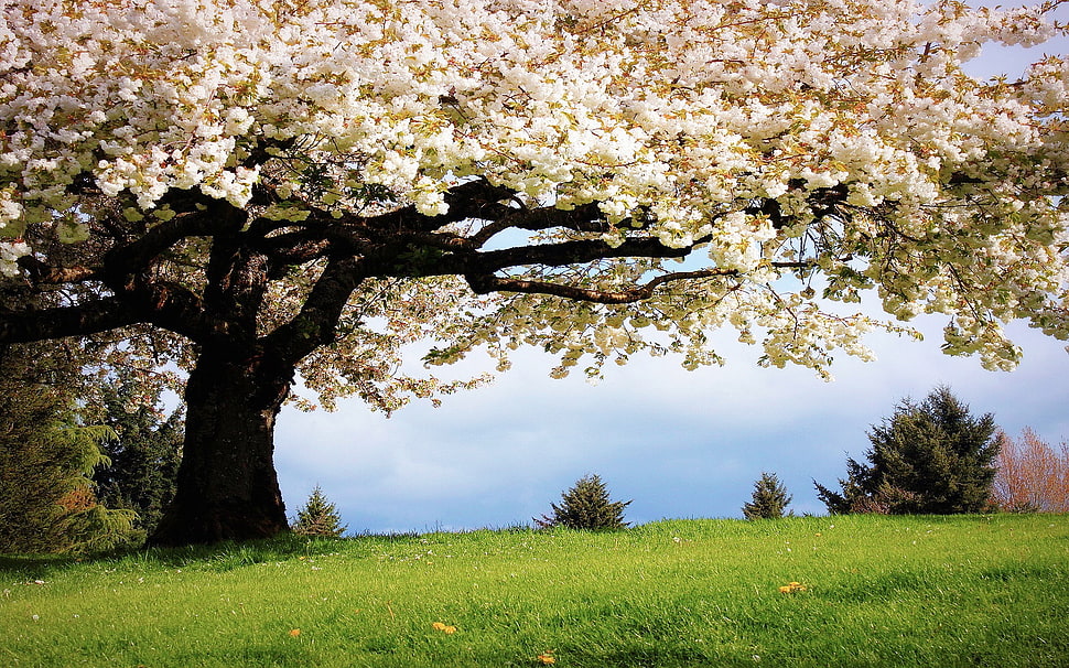white tree on grass field under blue skies at daytime HD wallpaper