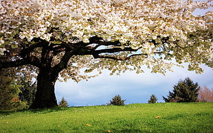 white tree on grass field under blue skies at daytime