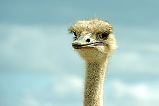 tan Emu head