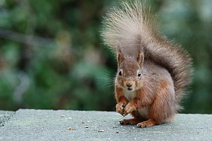 tilt shift lens photography of a brown squirrel