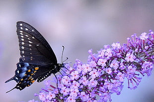 black butterfly perched on flower, animals, macro, insect, butterfly HD wallpaper