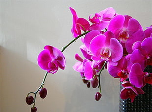 pink Moth Orchids beside white painted wall