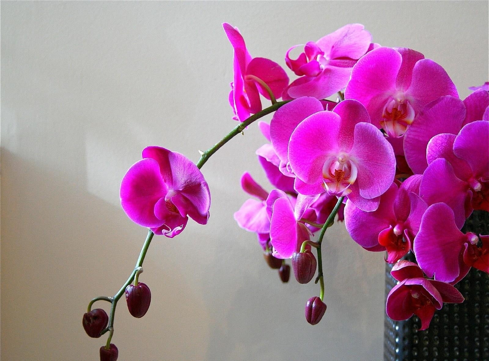 pink Moth Orchids beside white painted wall
