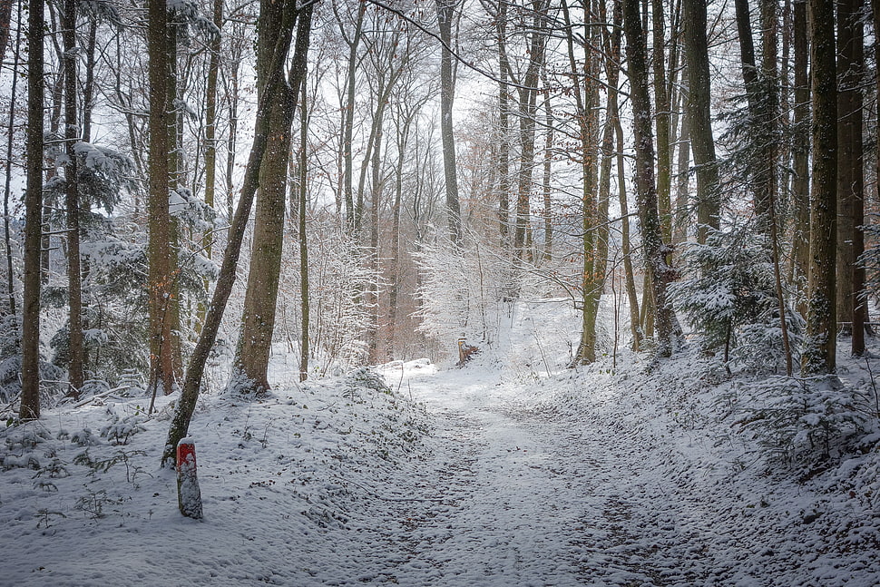 snow covered forest HD wallpaper
