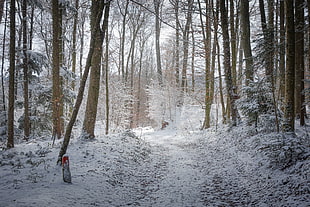 snow covered forest