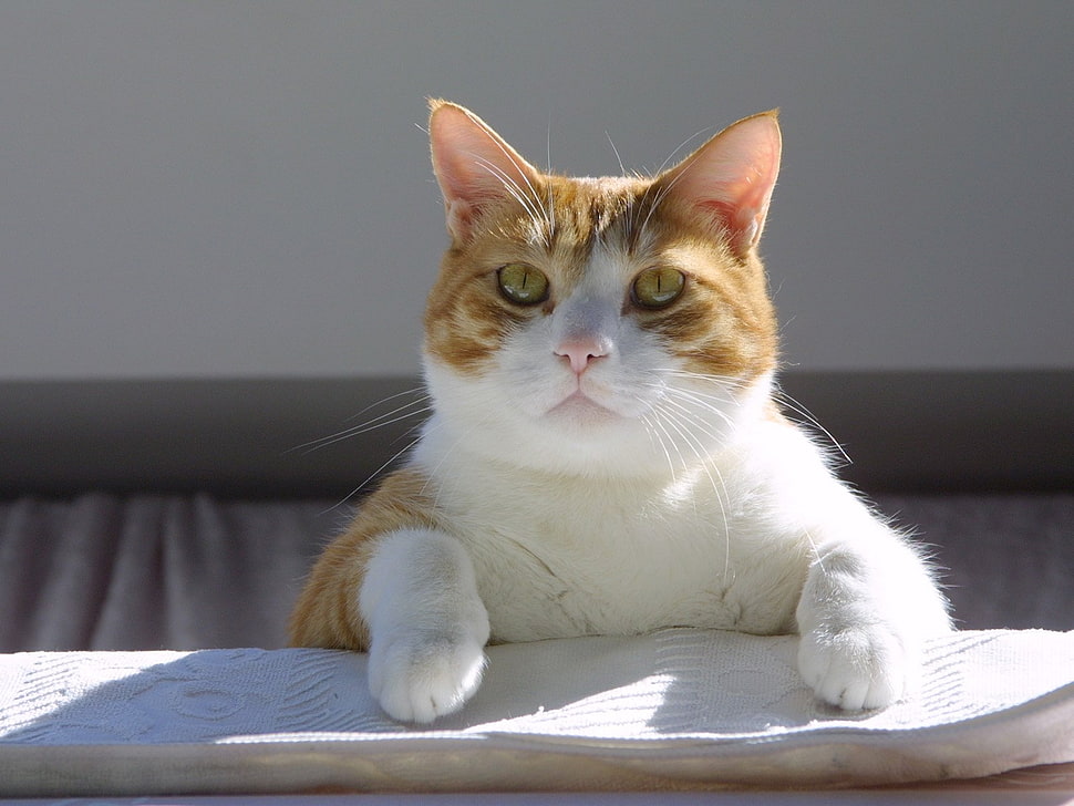 white and orange tabby cat HD wallpaper