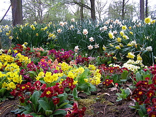 assorted flower lot