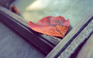 brown leaf on wood plank