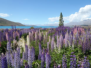 white and purple flowers near sea under blue sky