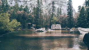 green pine trees, Yosemite National Park, nature, lake