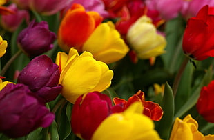 shallow focus photography of purple yellow and red tulips