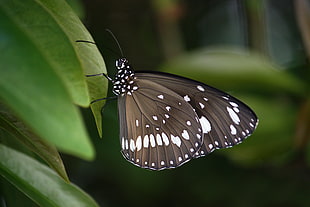 close up shot of black and white butterfly on green leaf