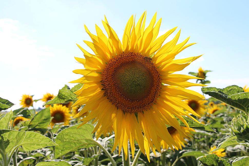 closeup photography of sunflower HD wallpaper