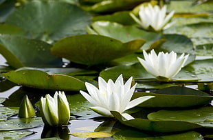white lotus flowers in pond HD wallpaper