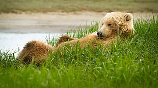 brown and white bear photo laying on green grass HD wallpaper