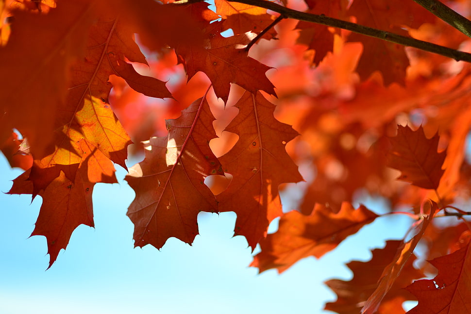 Orange Maple Tree during Daytime HD wallpaper