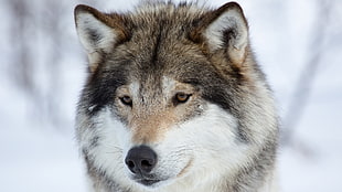 white and brown animal, animals, wolf, snow