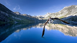 brown and white bird flying on lake during daytime