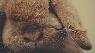 closeup photography of brown bunny