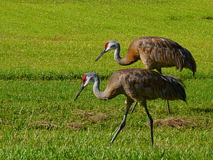 two brown-and-gray birds walking in grass during daytime