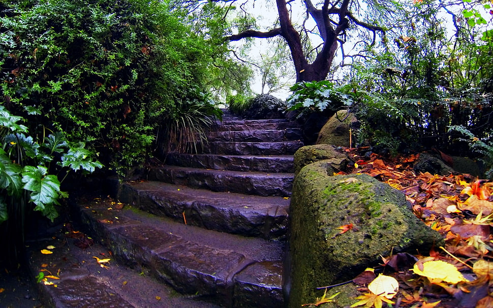 black stairs surrounded by plants and trees during daytime HD wallpaper
