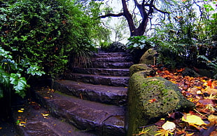 black stairs surrounded by plants and trees during daytime