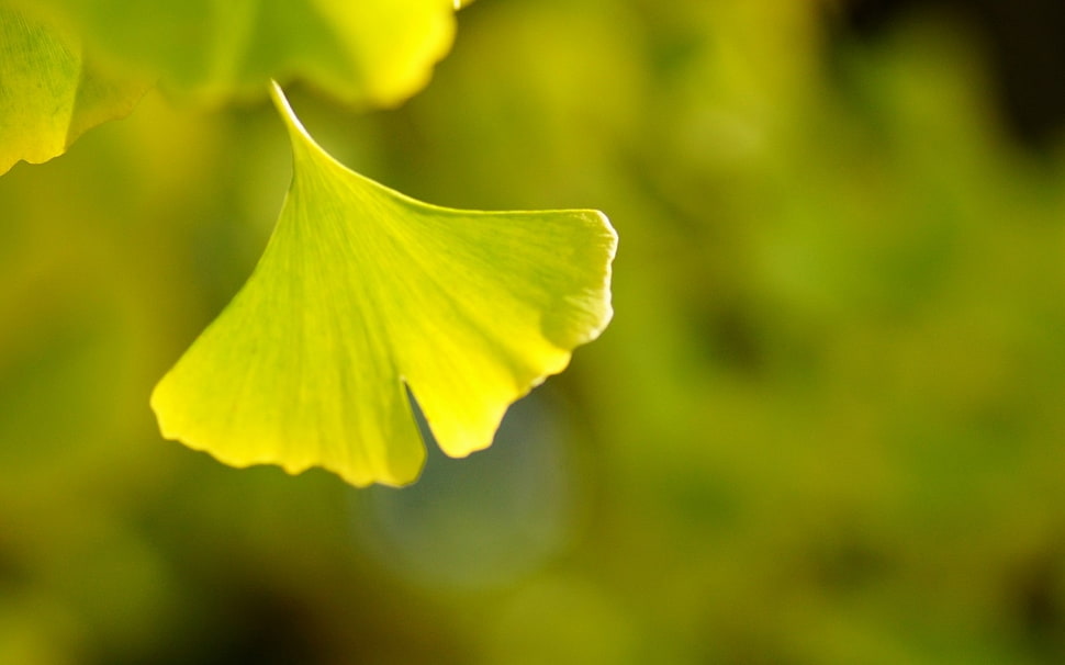 green petaled flower HD wallpaper