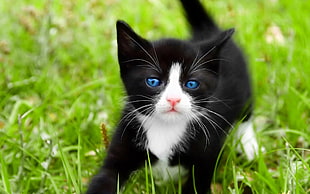 white and black tuxedo kitten on green grass