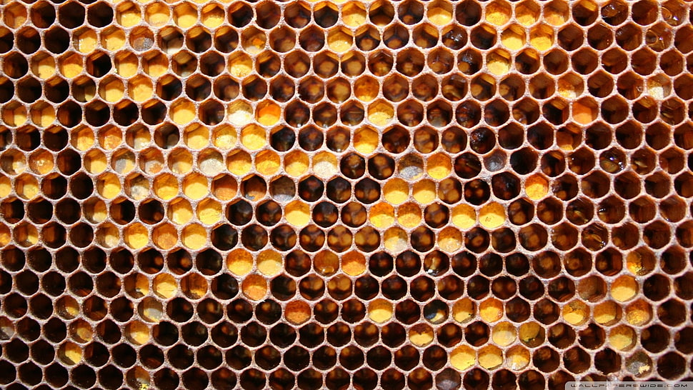 beehive, abstract HD wallpaper