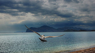 beige and brown eagle flying near the sea