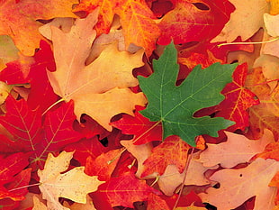 assorted colored maple leaves HD wallpaper