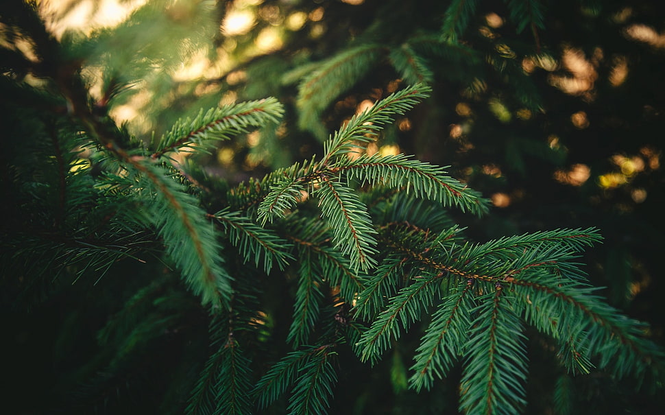 green leafed tree, nature, forest HD wallpaper