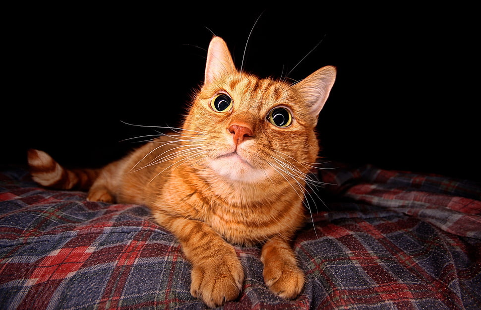 orange tabby cat, cat, animals, eyes HD wallpaper