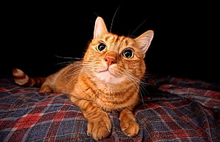 orange tabby cat, cat, animals, eyes