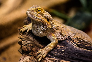 shallow depth photography of green and gray iguana