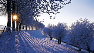 photography of trees covered with snow