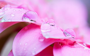macro shot photography of water droplet in pink flowers