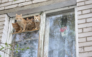 four orange Tabby cats on window at day time