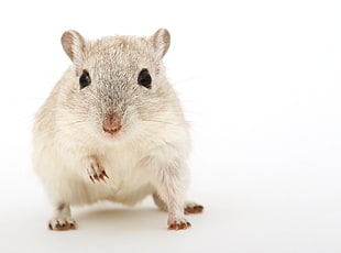 gray and white mice HD wallpaper