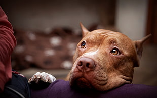 brown American pitbull terrier, dog HD wallpaper