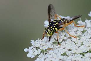 Yellow Jacket Hornet perched on white petaled cluster flowers in selective focus photography, hoverfly, villeneuve-de-berg