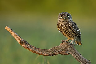 selective focus photo of Owl perching on tree