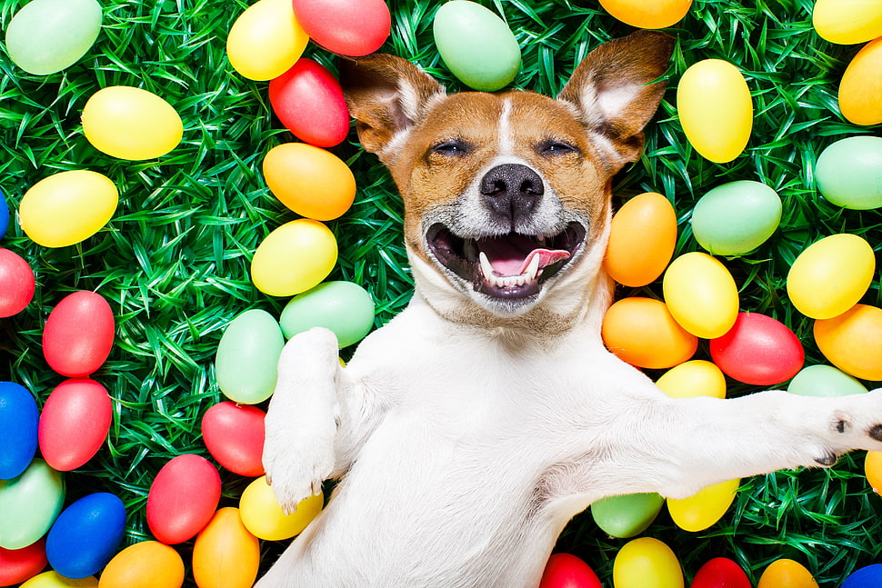short-coated brown and white dog HD wallpaper
