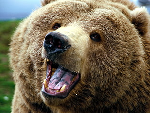 brown bear, animals, bears, closeup