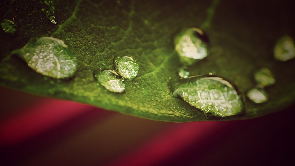 closeup photo of water dew on leaf HD wallpaper