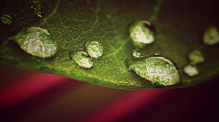 closeup photo of water dew on leaf