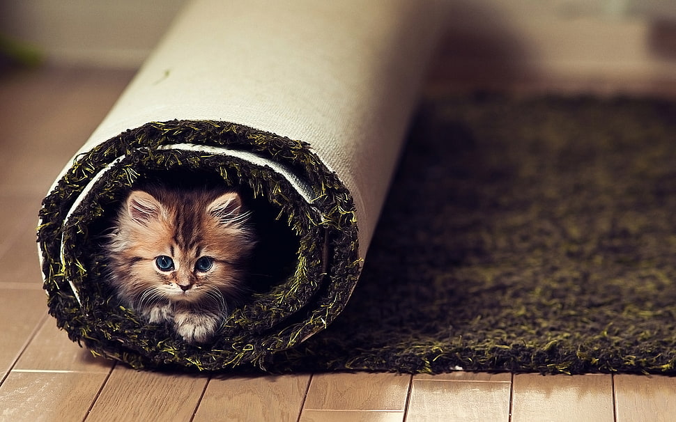 brown fur kitten inside rolled area rug HD wallpaper