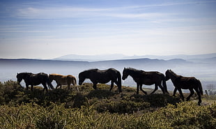 silhouette photo of five horses beside a cliff