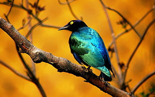green and blue bird, animals, birds, nature HD wallpaper