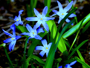 selective focus photography of Glory of the Snow flowers HD wallpaper